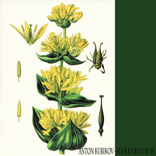 Anton Kubikov - Herbarium part six