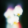 Ivory (IT), Auggië - Bringing Me Joy Ivory (IT), Auggië - Bringing Me Joy